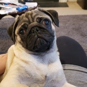 Meet your Posher, Joey